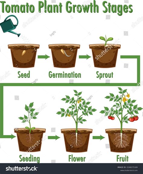 1,652 Tomato Plant Growth Stages Images, Stock Photos & Vectors