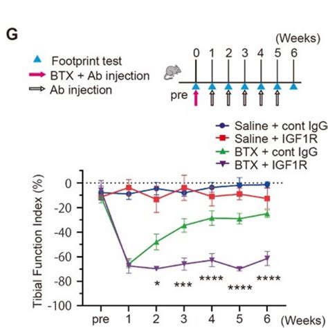 Anti Igf R Antibody Prolongs T Image Eurekalert Science News Releases