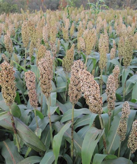 Harvesting BMR Forage Sorghum King S AgriSeeds