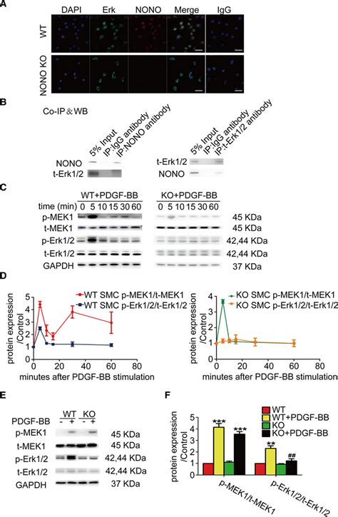 Knockout Of The Nono Gene Inhibits Neointima Formation In A Mouse Model