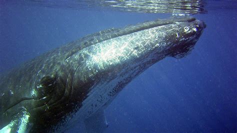 Baleine A Bosse Taille Description Biotope Habitat Reproduction