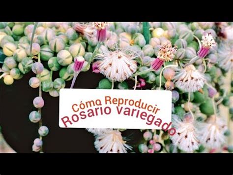 C Mo Reproducir Rosario Variegado Tips Y Cuidados Youtube