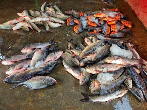 Pilha De Peixe Carpa Vendido No Mercado De Peixe Indiano Hd Foto De