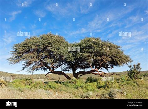 African Camel Thorn Tree Vachellia Erioloba Against A Blue Sky South