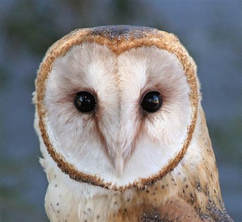 Owl Face | All About OWL