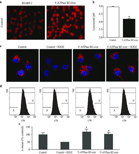 Measurement Of Intracellular Ph And Lysosomal Activities In V Atpase