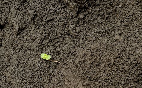 Planta Verde Que Crece En Un Suelo Fondo Con Espacio De Copia