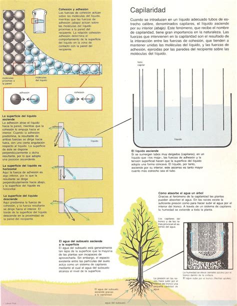 Ejemplos De Capilaridad