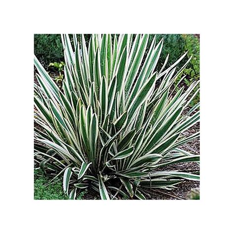 Yucca Filamentosa Ivory Towers Ctr L