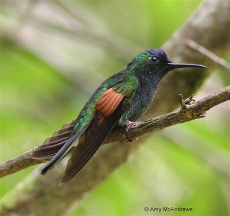 Endangered Hummingbird Photos. Photos of threatened hummingbirds.