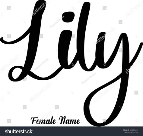 Handwriting Lettering Female Name Lily Phrase Stock Vector Royalty