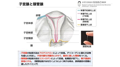 かずひろ先生の徹底的国試対策 解剖学マガジン Anatomical