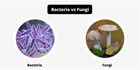 How to Differentiate Between Bacteria and Fungus Under the Microscope