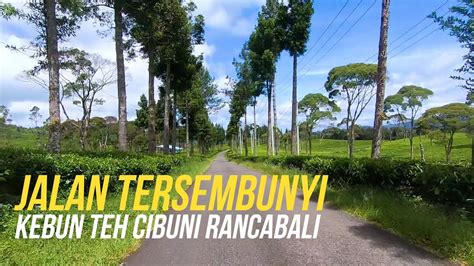 Jauh Dari Keramaian Jalan Tersembunyi Di Perkebunan Teh Cibuni