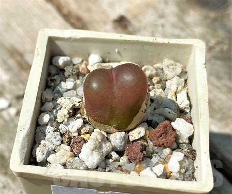 SHPR11001 Conophytum maughanii – Кактус онлайн