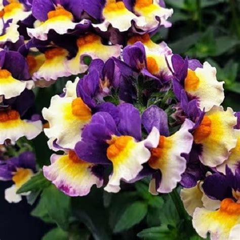 7 Beautiful Blue And Orange Flowers Balcony Garden Web