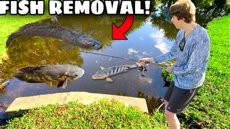 Removing Invasive Fish In My Backyard Pond Fish Emergency Bass