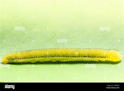 Close up photos of worms Stock Photo - Alamy