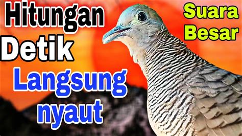 Perkutut Lokal Gacor Suara Besar Mengundang Bunyi Yang Dengar Langsung