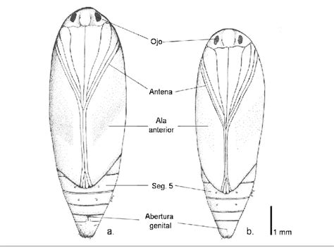 Vista Ventral De Las Pupas De Tecia Solanivora A Hembra B Macho
