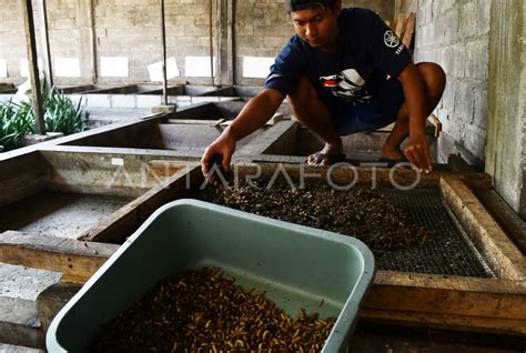 Budi Daya Larva Maggot Di Madiun Antara Foto