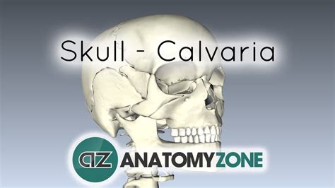 Skull - Bones of the Calvaria • Musculoskeletal, Skeletal • AnatomyZone