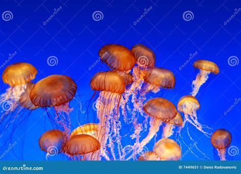 School Of Sea Nettle Jellyfish Stock Image - Image: 7449651