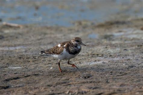 Foraging Ruddy Turnstone Wading Bird Arenaria Interpres Along The