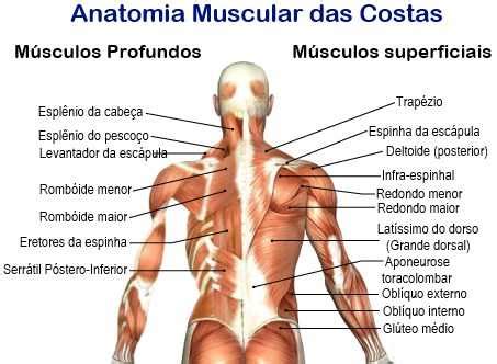 Os melhores exercícios para as costas Musculacao net