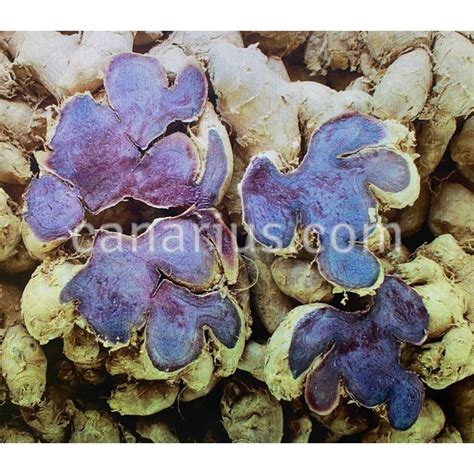 Buy Kaempferia Parviflora Thai Black Ginger With Canarius