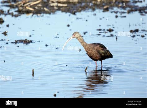 White Faced Ibis In Pond Hi Res Stock Photography And Images Alamy