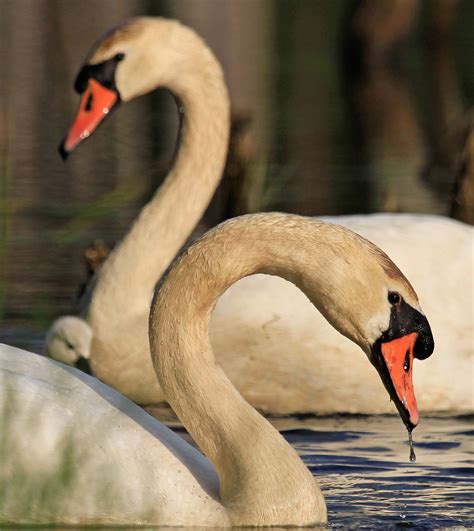 Mute Swan | Audubon Field Guide