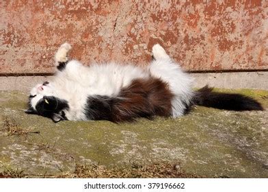 Cat Resting Funny Pose Sun Cat Stock Photo 379196662 | Shutterstock