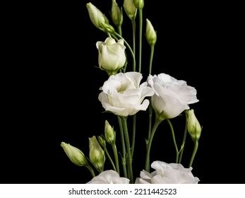 Lisianthus White Flower Studio Over Black Stock Photo 2211442523