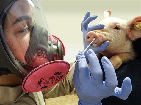 'Swine flu' strain has passed from humans to swine nearly 400 times