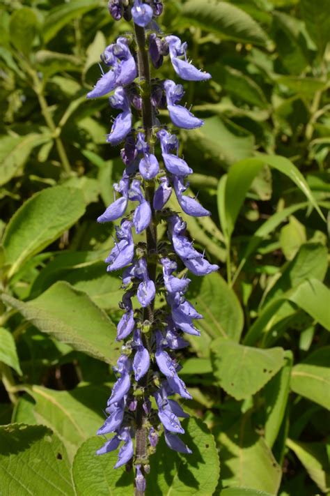 African Plants A Photo Guide Plectranthus Comosus Sims