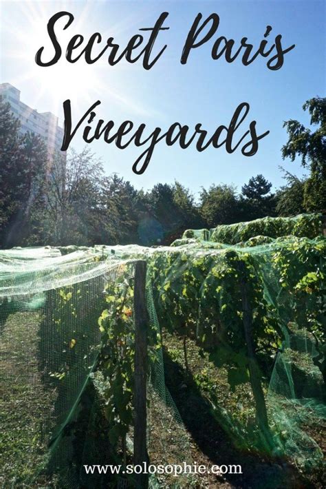 Surprise The Hidden Paris Vineyards You Ve Never Heard Of