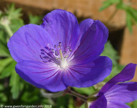 Wordy Wednesday 14th August 2018: Shadow of Orion – Gwenfar's Garden ...