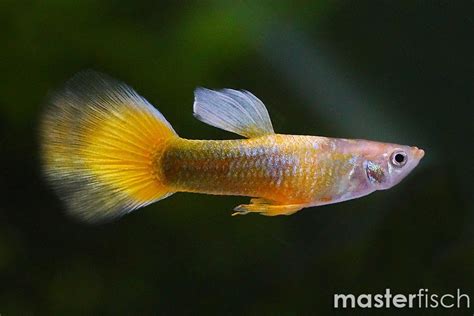 Guppy Tuxedo Yellow - Poecilia reticulata | MasterFisch