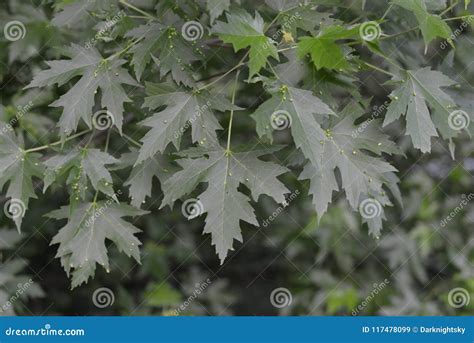 Folhas Do Verde Da Planta De Jardim De Acer Campestre Imagem De Stock