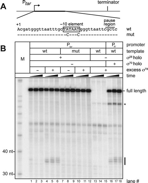 Figures and data in The primary σ factor in Escherichia coli can access