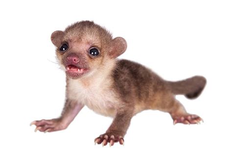 Kinkajou Stock Photos Pictures And Royalty Free Images Istock