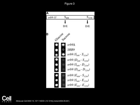 The Raspka Signaling Pathway Directly Targets The Srb9 Protein A