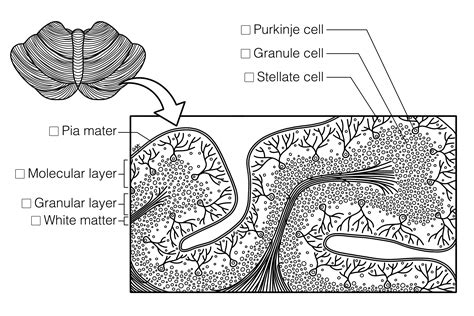 Cerebellar Cortex | Histology Coloring Book