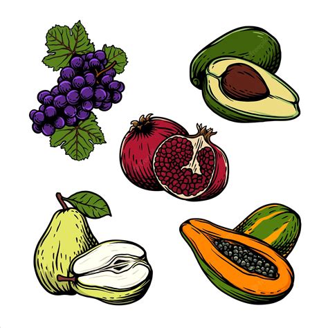 Premium Vector Fruit Collection Vector Illustration