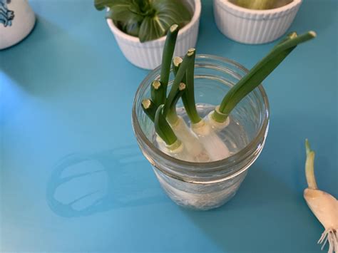 Regrowing Veggie Scraps | Project CHEF