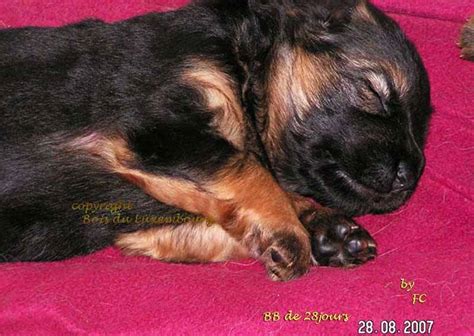 Chiot Berger Allemand Poil Long Poil Long Gros Gabarit