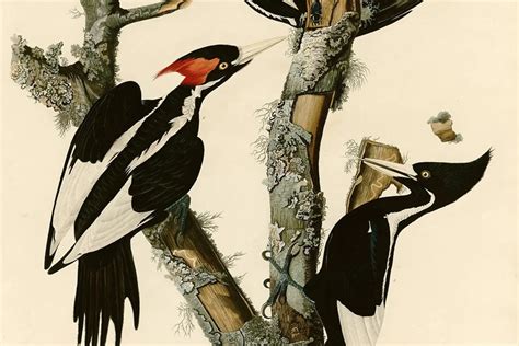 Ivory Billed Woodpecker Rise And Fall Of The Lord God Bird Owlcation