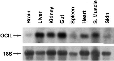 Tissue Distribution Of Mocil Tissues Obtained From Week Old Adult