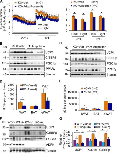 AdipoRon Administration Suppresses ILC2 And Energy Expenditure In